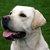 labrador